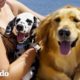 Perro con síndrome de hijo único no está entusiasmado con la su nueva hermana... | El Dodo