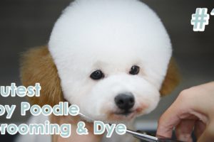 Pet Grooming - Cutest Puppy Toy Poodle Grooming & Hair Dye