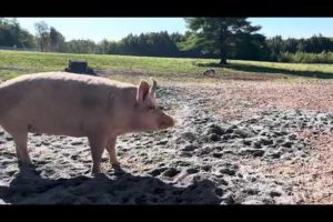 Pigs know garbage trucks are scary!