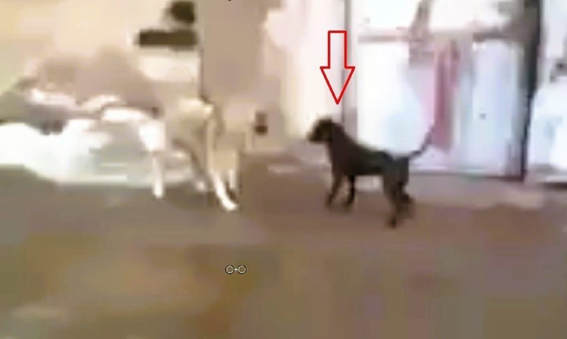 Pitbull attacks the wrong dog (Kangal) and pays the price!!!