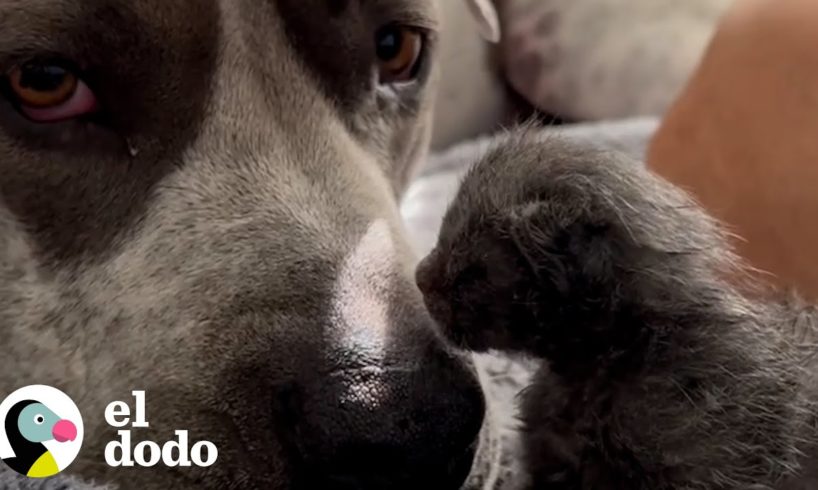 Pitbull de 120 libras se convierte en papá de unos gatitos de 3 días | Parejas Disparejas | El Dodo