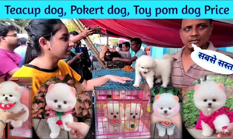 Pomeranian dog price in India | Teacup dog price in India | Pokert dog price in India | Cheapest Dog