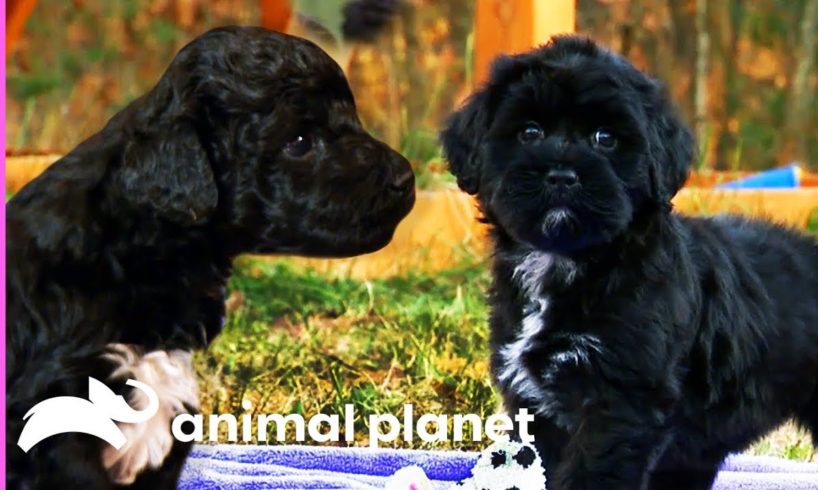 Portuguese Water Dog Puppies Nervously Take Their First Bath! | Too Cute!