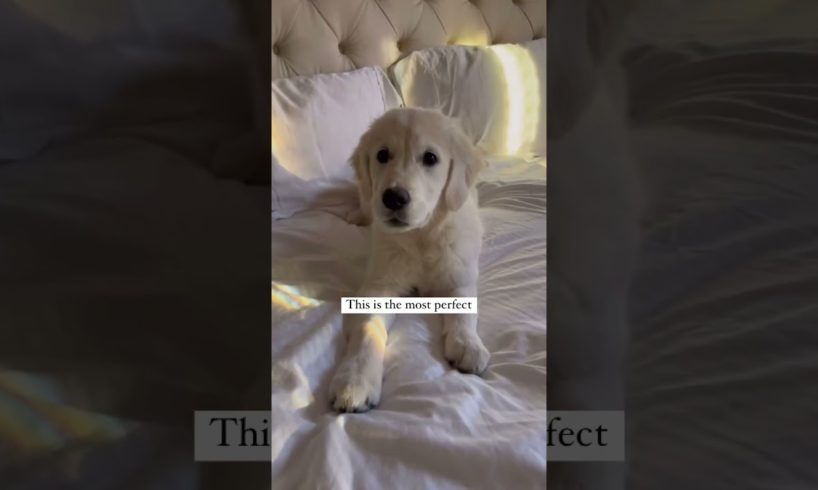 Puppies are the most perfect beings! Ft- kodathegoldenlife