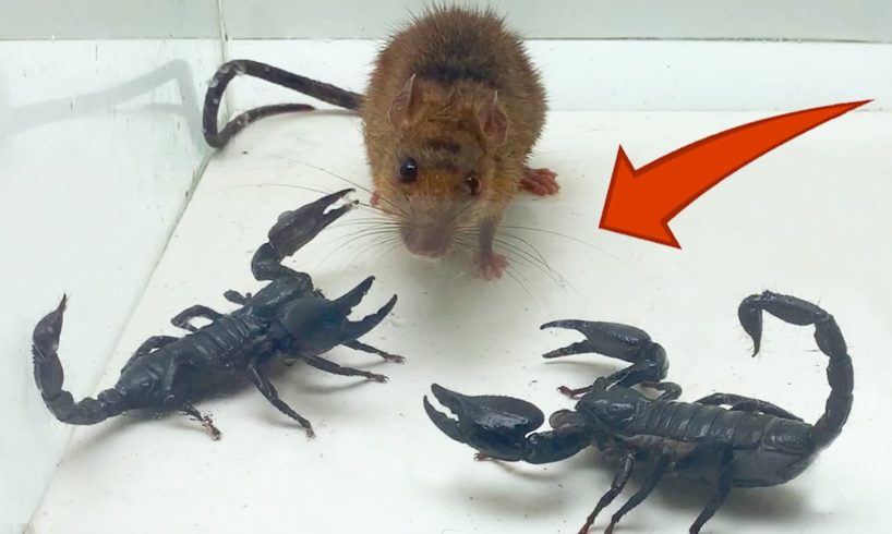 Rat and Scorpion - Rivalry or Food? - Insect Club