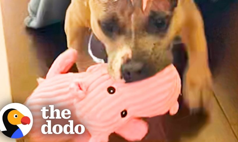 Rescue Pittie Can't Stop Smiling About Her Pink Plushie | The Dodo