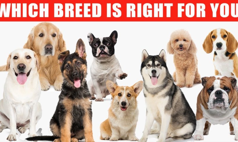 Review of the Top 10 Dog Breeds and Which Breed is Right for You