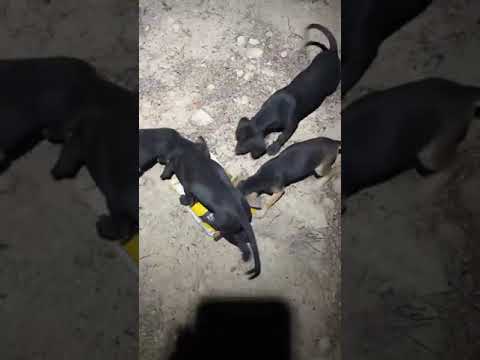 Stella’s family ! Eating and playing 🤗😍😍😍🐶🐶🐶🐶🐶🐶😍- Takis Shelter