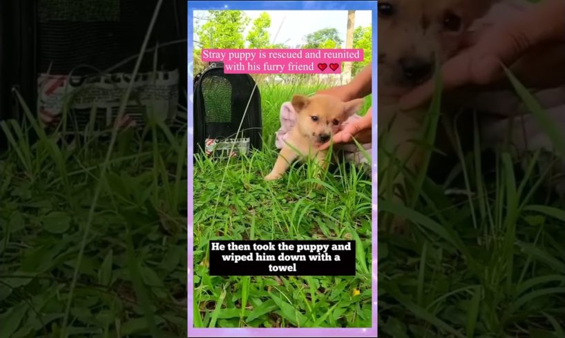 Stray puppy is rescued and reunited with his furry friend  ❤️❤️