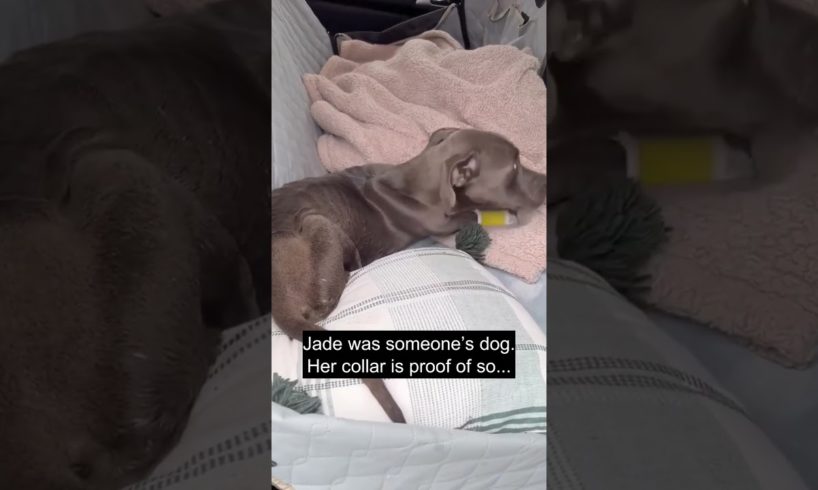 Stray puppy was found as a stray and she was on the brink of death