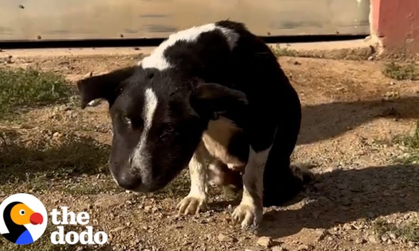 Swollen Stray Dog Transforms Into The Happiest Little Bunny | The Dodo