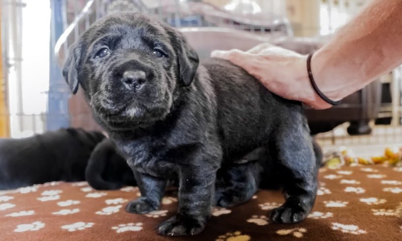 The Cutest Labrador Puppy Compilation!!