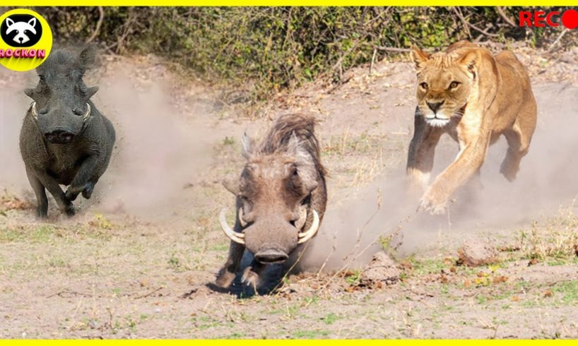 The Lion Attacks the Wild Boar, Animal Wild Survival Struggle | Animal Fights