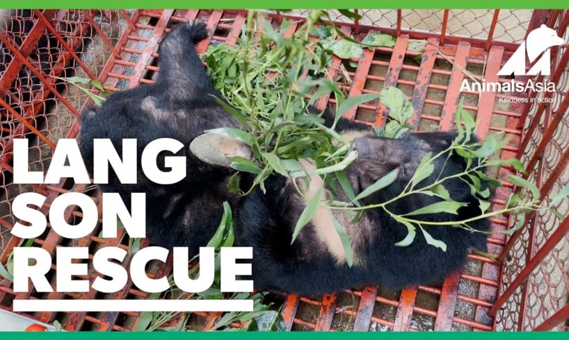 The last bears in Lang Son rescued by Animals Asia