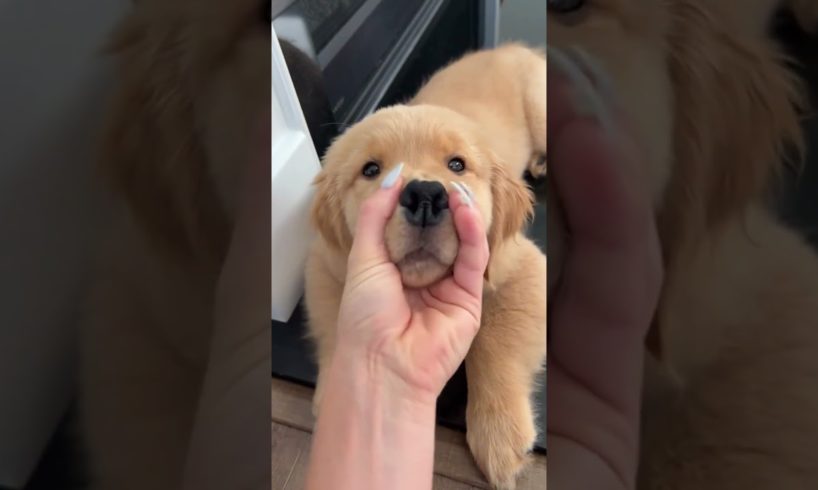 This Puppies Nose is Squeaky!