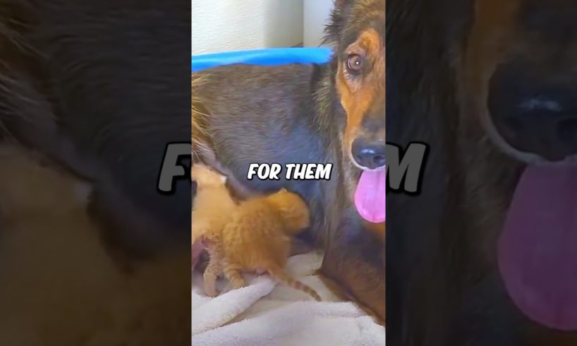 This mama dog lost her puppies, but she got to raise tiny kittens 💔