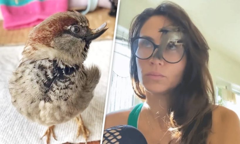 This rescued sparrow is convinced he's a dog