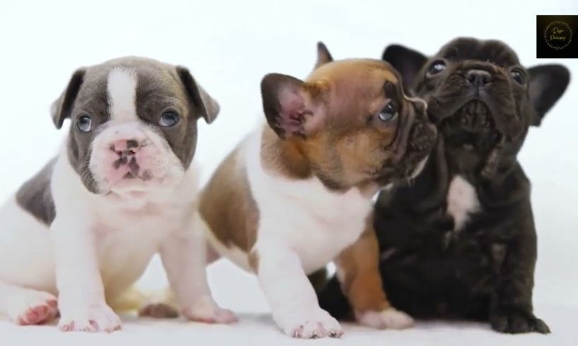 Three cutest puppies !