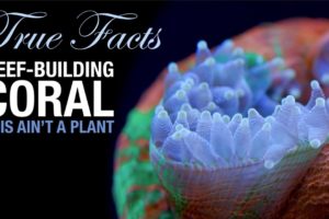 True Facts: Reef Coral is a Crazy Animal!