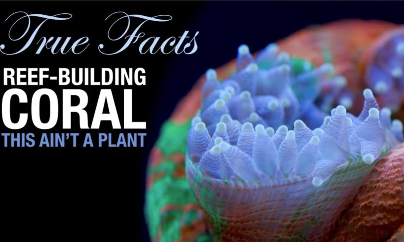 True Facts: Reef Coral is a Crazy Animal!