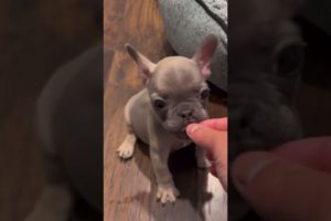 Trying training with no arguments #funny #dog #doglover #viral #fypシ #fyp #frenchie #shorts  ￼