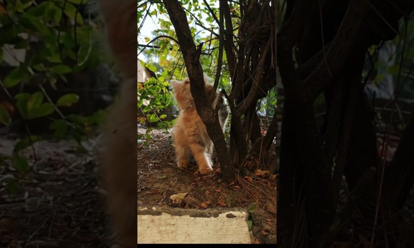 cat playing #cuteanimals #cat #cutecat #animals