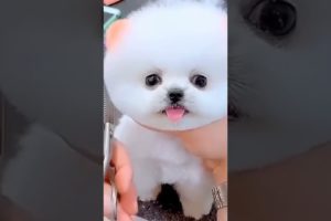 cute Chinese baby  puppy dog