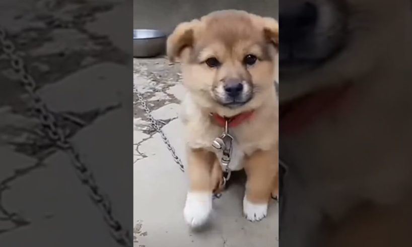 cutest puppy barking🐕🐶😍❤😘😱 beautiful puppy barking🐕🐶😍❤😘 #happy #trending #puppy #shorts #viral