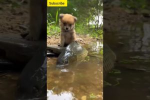 dog save fish shorts video