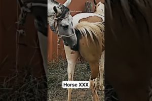 horse XXX "🐎🐎🐎 "  #animals #shortvideo #shorts #youtubeshorts