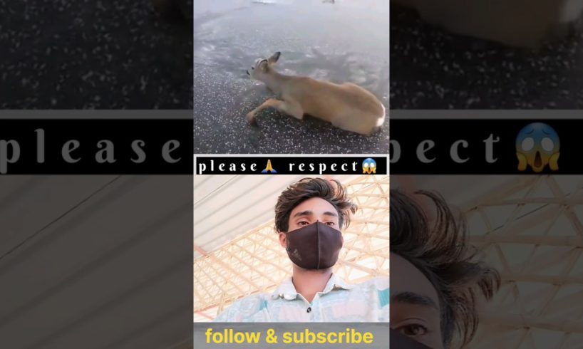 please respect animals 🙏 #shorts #youtubeshorts #youtubegrowth