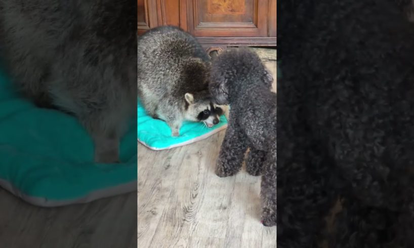 #shorts #funnyvideo #funnypets It is more interesting for dogs to play with a raccoon than with dogs