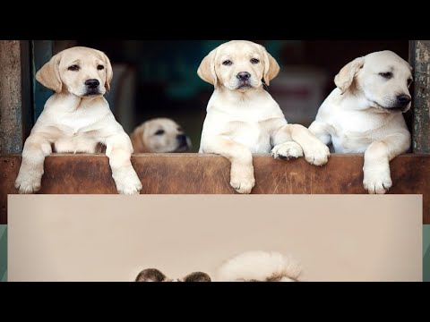 world's cutest puppies