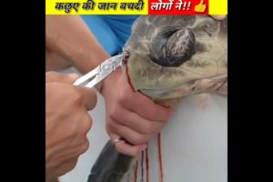 कछुए का जान बच गया!!😍turtle sea rescue ।#shorts #youtubeshorts #animals