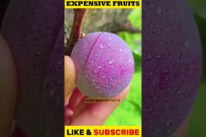 दुनियां के सबसे रेयर फल।🍓🤤 MOST EXPENSIVE FRUIT #short #fruits #viral