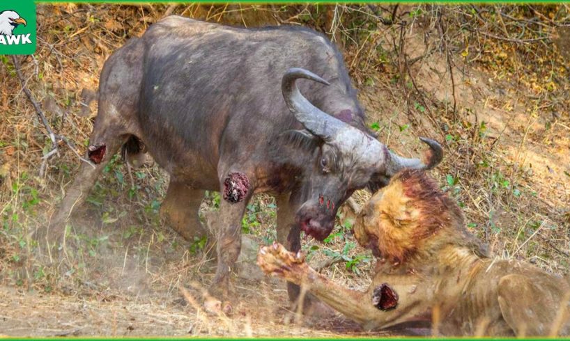 100 Incredible Moments Scary When Lions Fight With Prey | Animal Fight