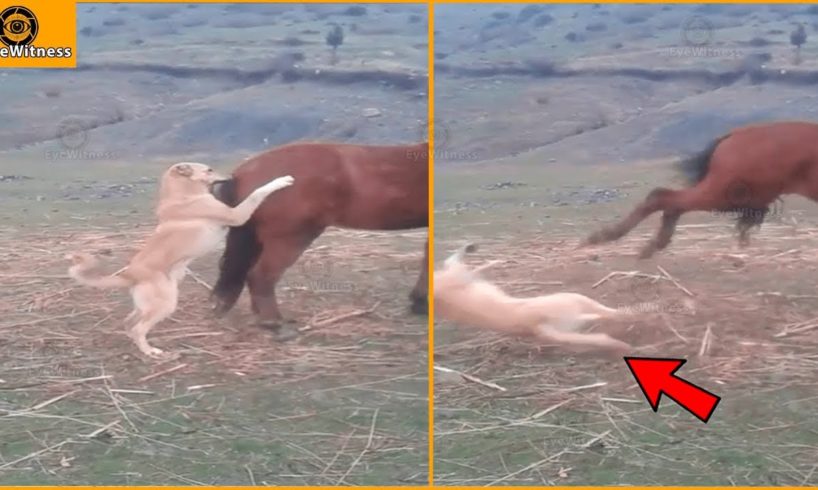 15 Deadly Horse Kicks Made The Dog Dizzy | Wild Animal