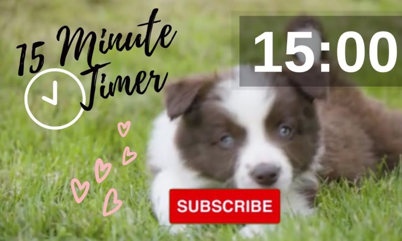 15 Minute Puppy  Countdown Timer #Countdown, #Timer, #15Minute, #Puppies, #Puppy, #dog, #dogs, #Cute