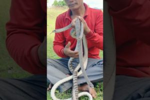 Playing Big Snake #snake #snake #snakevideo #animal #youtubeshorts #videoshort #viralshort #shorts