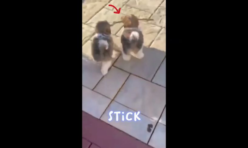 2 Cute Puppies 😍 Chasing On Stick