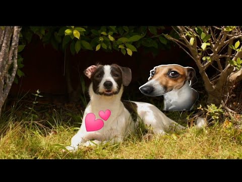 2 Minutes of the World's CUTEST Puppies!🐶💕