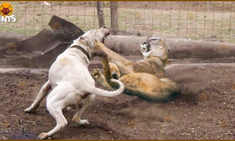 30 Big Fight Between Dogo and Puma, Puma Fell Into Tragedy | Animal Fights