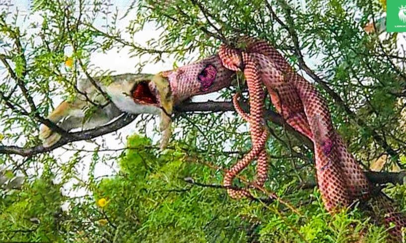 30 Moments Python Swallows Prey On A Tree Branch, What Happens Next? | Animal - Fights