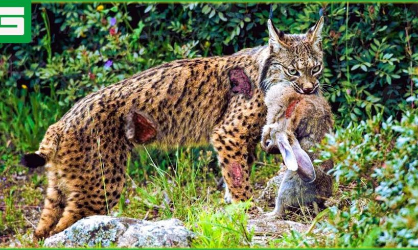 30 Moments When The Lynx Fights And Devours Everything That Moves | Animal Fight