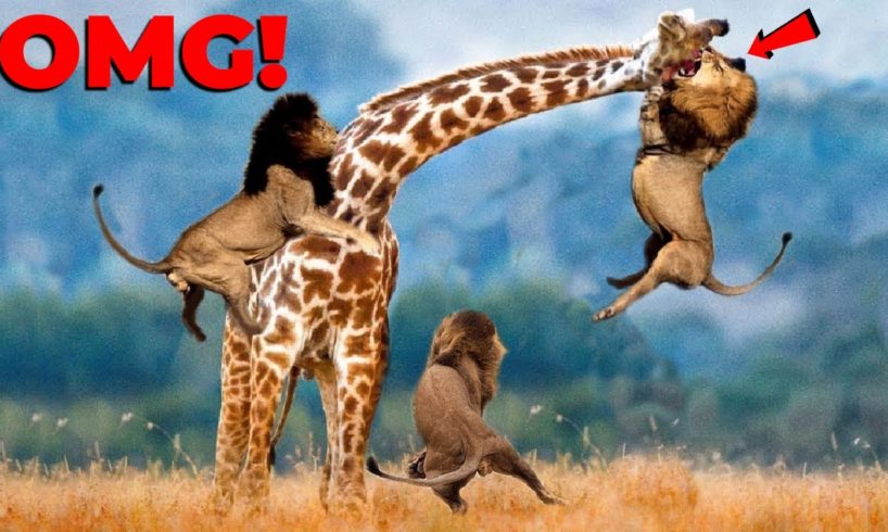 30 moments Giraffes Fight And Wild Animals Break Their Necks | animal fights