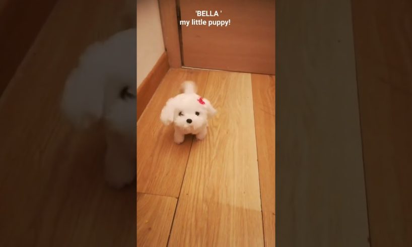 'BELLA' the smallest, cutest, puppy in the world!