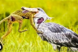 45 Ferocious Moments of Birds Hunting Their Next Meal - Animal Fights | Bird Fights