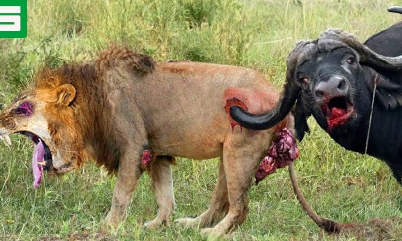 45 MOMENTS ETERNAL ENMOMOUS ! Confrontation Between Lions And Buffaloes | Animal Fights