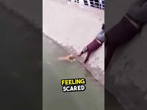 A man rescued dog that stucked in water for days  #shorts