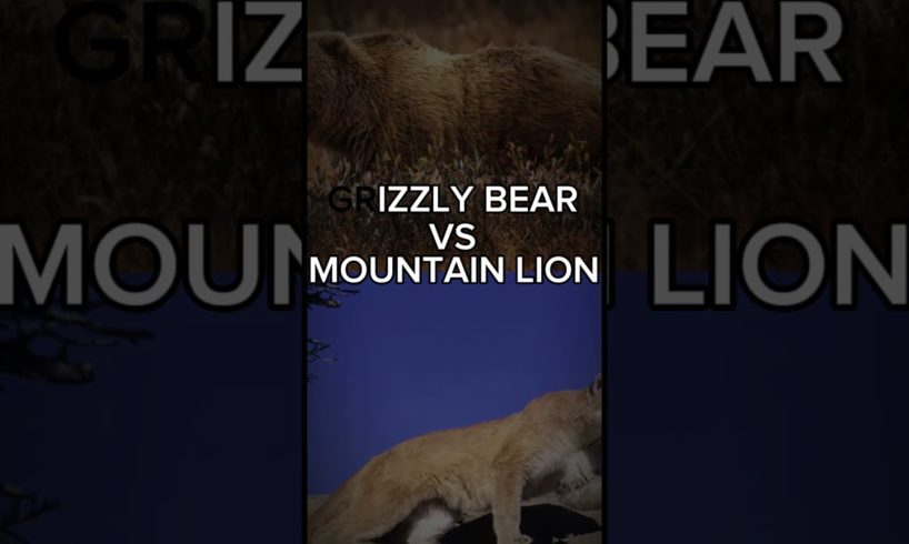 Animal fights 1: Grizzly Bear VS Mountain Lion